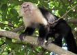 JAGUARIDERS offers MONTEVERDE CLOUD FOREST TOUR in Costa Rica