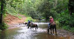 HORSEBACK RIDING TOURS in Jaco Beach Costa Rica