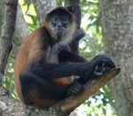 MANUEL ANTONIO NATIONAL PARK TOUR in Costa Rica